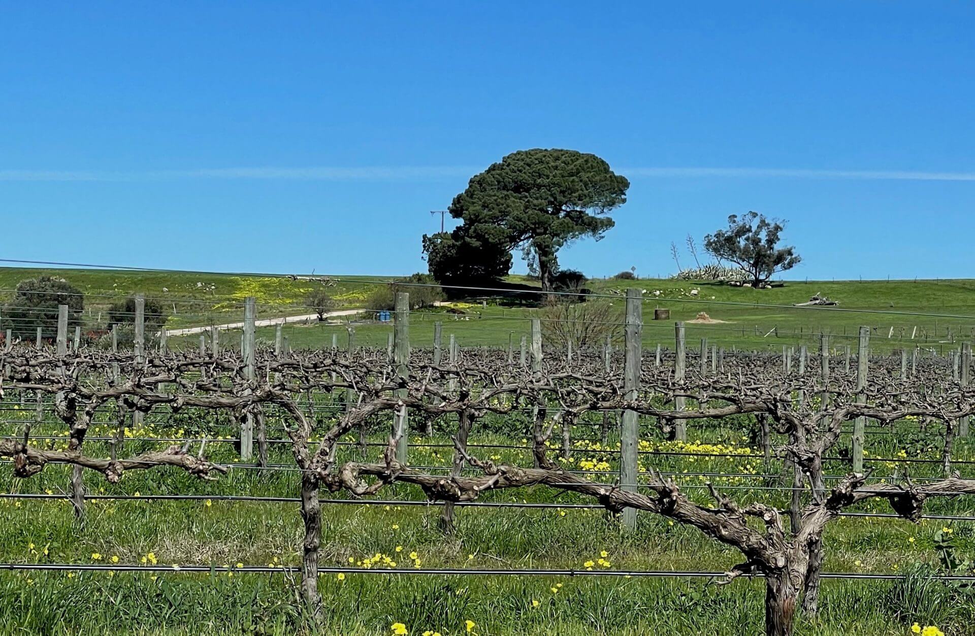 Barossa landscape in winter - just another benefit of starting a regional business